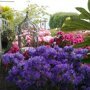 Azalea paars